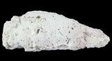 Agatized Fossil Coral Geode - Florida #66846-1